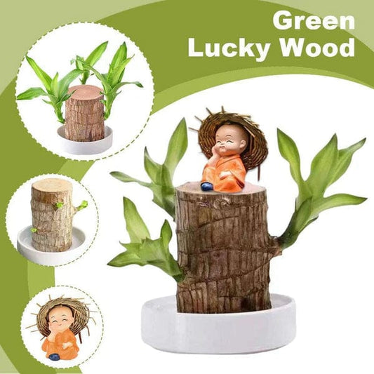 MS 🌱Lucky Brazil Wood Money Magnet Plant 🌱Bring Happiness🔥
