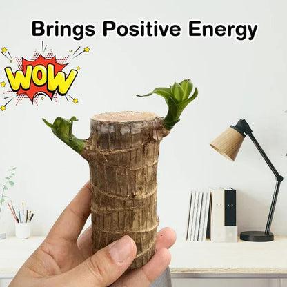 SC-🌱Lucky Brazil Wood Money Magnet Plant 🌱 Buy 1 Get 1 Free