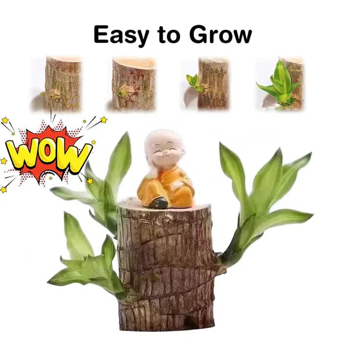 SC-🌱Lucky Brazil Wood Money Magnet Plant 🌱 Buy 1 Get 1 Free