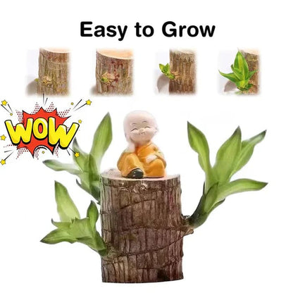 SC-🌱Lucky Brazil Wood Money Magnet Plant 🌱 Buy 1 Get 1 Free