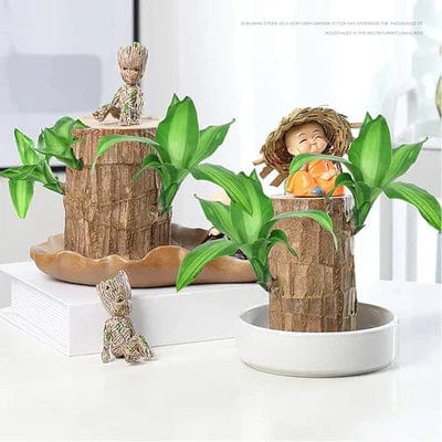 SC-🌱Lucky Brazil Wood Money Magnet Plant 🌱 Buy 1 Get 1 Free