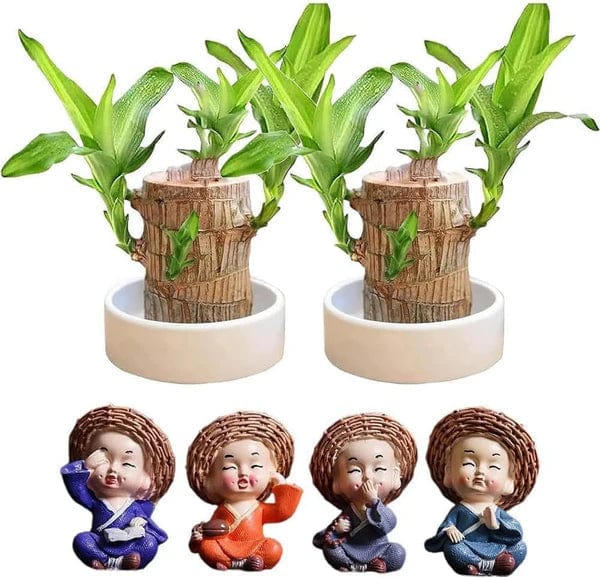 🌱Lucky Brazil Wood Money Magnet Plant 🌱 Buy 1 Get 1 Free