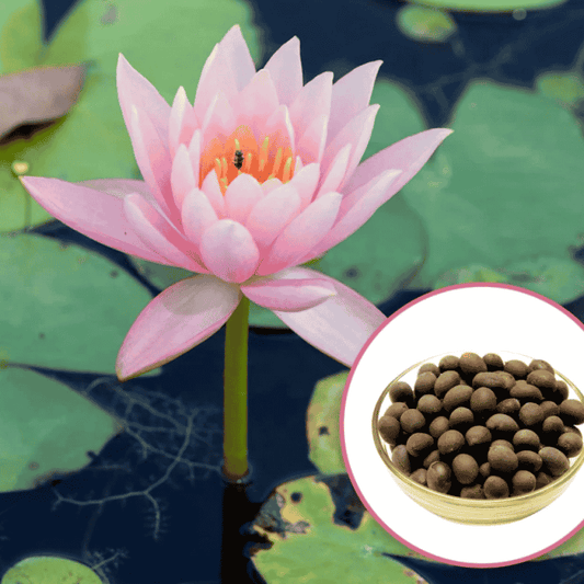 SC SHO Good Luck Water Lily Seeds – Bloom Prosperity & Positivity at Home! 🏡🌸
