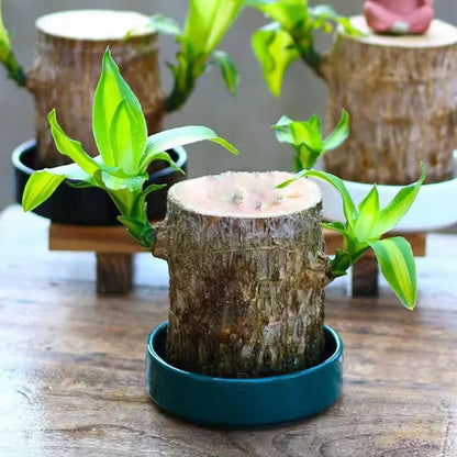 SC-🌱Lucky Brazil Wood Money Magnet Plant 🌱 Buy 1 Get 1 Free