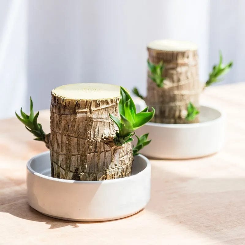 SC-🌱Lucky Brazil Wood Money Magnet Plant 🌱 Buy 1 Get 1 Free