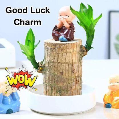 SC-🌱Lucky Brazil Wood Money Magnet Plant 🌱 Buy 1 Get 1 Free